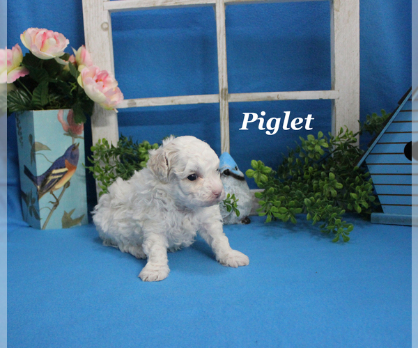 Medium Photo #14 Poodle (Toy) Puppy For Sale in CHANUTE, KS, USA