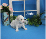 Small #13 Poodle (Toy)
