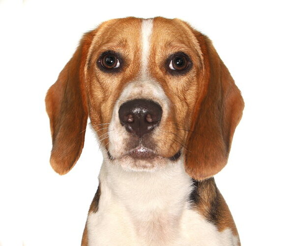 Medium Photo #1 Beagle Puppy For Sale in Oakland Park, FL, USA