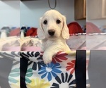 Small #1 Dachshund