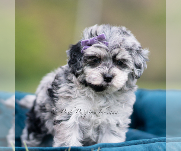 Medium Photo #3 Maltipoo (Miniature) Puppy For Sale in WARSAW, IN, USA