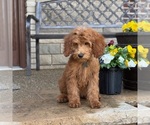 Small #3 Goldendoodle