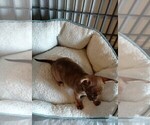 Small Photo #7 Chihuahua Puppy For Sale in CHESAPEAKE, VA, USA