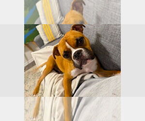 Boxer Dogs for adoption in Austin, TX, USA