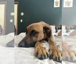Small #2 Mutt