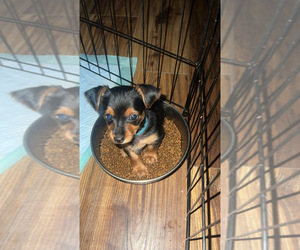 Yorkshire Terrier Puppy for sale in LABELLE, FL, USA