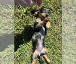 Small #5 Dachshund