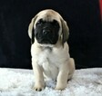 Small Photo #5 Mastiff Puppy For Sale in SUGARCREEK, OH, USA