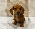 Small Photo #2 Dachshund Puppy For Sale in CANOGA, NY, USA
