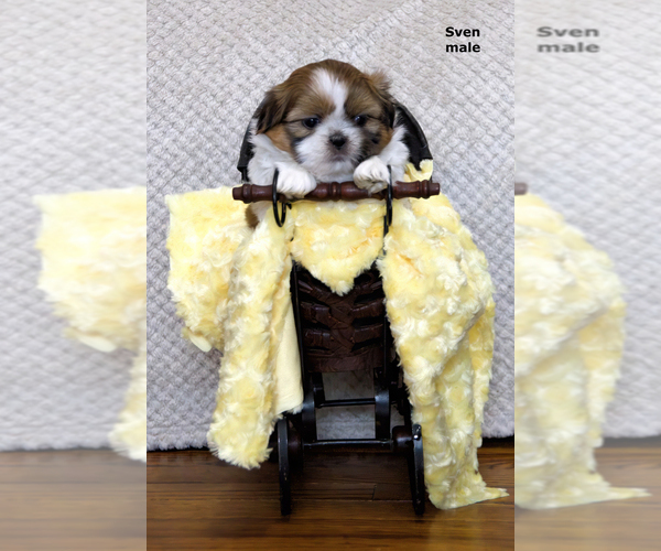 Medium Photo #20 Shih Tzu Puppy For Sale in CLARE, MI, USA