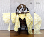 Small #19 Shih Tzu