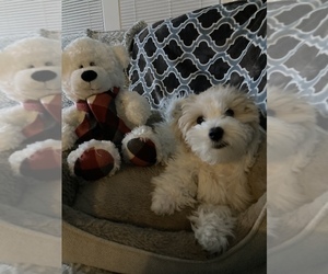 Bichpoo Puppy for sale in CHICAGO, IL, USA