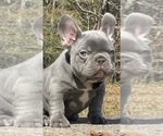 Small Photo #14 French Bulldog Puppy For Sale in DACULA, GA, USA