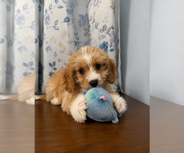 Medium Photo #29 Cavapoo (Miniature) Puppy For Sale in DURHAM, CT, USA