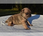Small #2 Pug