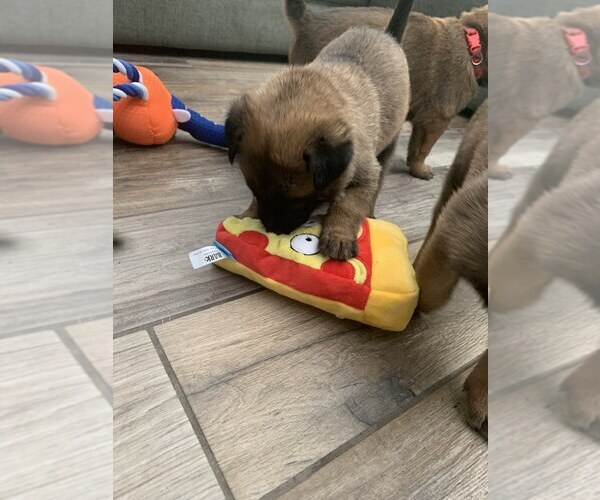 Medium Photo #6 Belgian Malinois Puppy For Sale in CHANDLER, AZ, USA