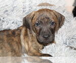 Small #3 Mountain Cur Mix