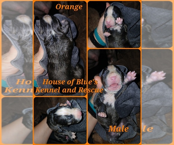 Medium Photo #1 American Pit Bull Terrier Puppy For Sale in DELAWARE, OH, USA