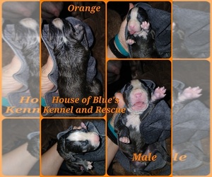 American Pit Bull Terrier Puppy for sale in DELAWARE, OH, USA