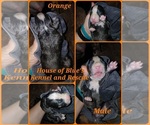 Image preview for Ad Listing. Nickname: Orange Male