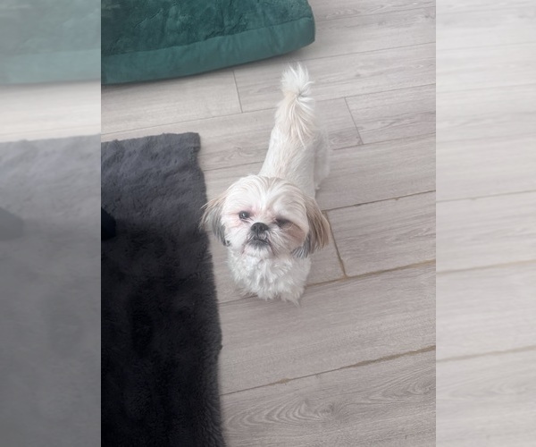 Medium Photo #1 Shorkie Tzu Puppy For Sale in WASHINGTON, DC, USA