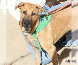 Rusty - Male Black Mouth Cur-Unknown Mix Dog for Adoption - Photo #2