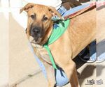 Small Photo #2 Black Mouth Cur-Unknown Mix Puppy For Sale in Washington, DC, USA