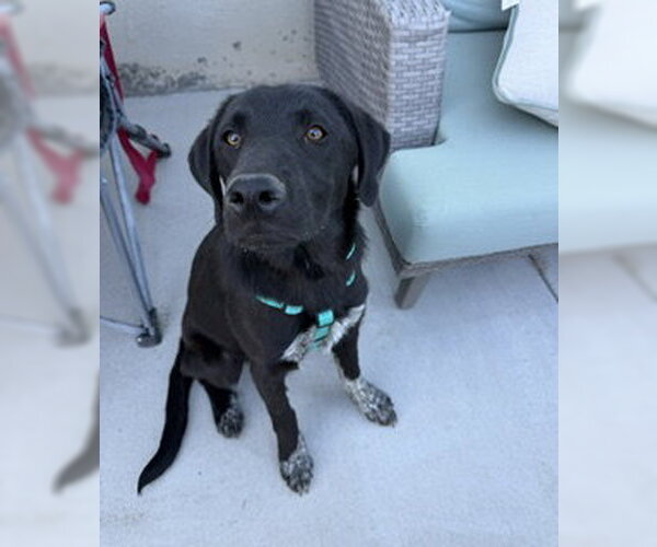 Medium Photo #1 Labrador Retriever-Unknown Mix Puppy For Sale in Sandy, UT, USA