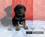 Small Photo #2 German Shepherd Dog Puppy For Sale in COTTONDALE, FL, USA