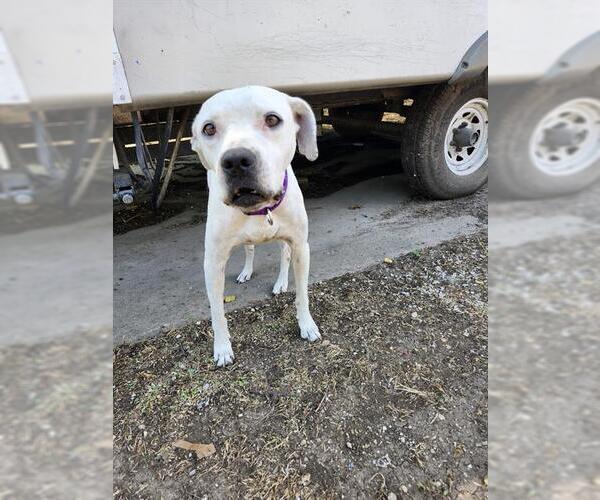Medium Photo #1 American Staffordshire Terrier-Unknown Mix Puppy For Sale in San Antonio, TX, USA