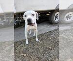 Small American Staffordshire Terrier Mix