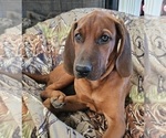 Small #3 Redbone Coonhound