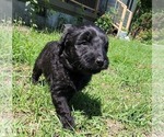Small #4 Aussiedoodle
