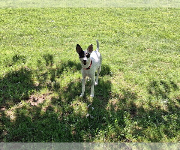Medium Photo #3 Chihuahua-Unknown Mix Puppy For Sale in Coldwater, MI, USA