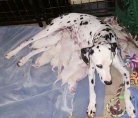 Mother of the Dalmatian puppies born on 12/22/2017