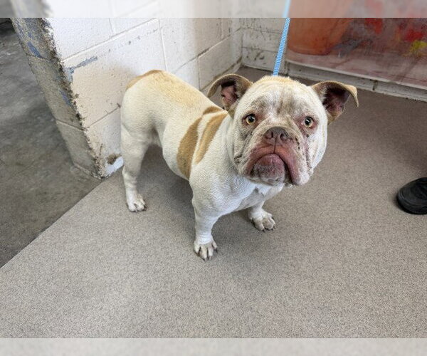 Medium Photo #1 Bulldog Puppy For Sale in San Bernardino, CA, USA