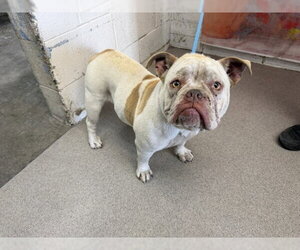 Bulldog Dogs for adoption in San Bernardino, CA, USA