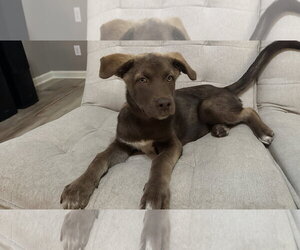 Billy Madison - Male Australian Kelpie-Labrador Retriever Mix Dog for Adoption - Photo #4