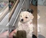 Small Photo #6 Maltipoo Puppy For Sale in ALEXANDRIA, VA, USA