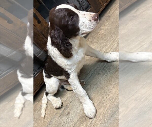 Medium Photo #1 English Springer Spaniel Puppy For Sale in TUALATIN, OR, USA