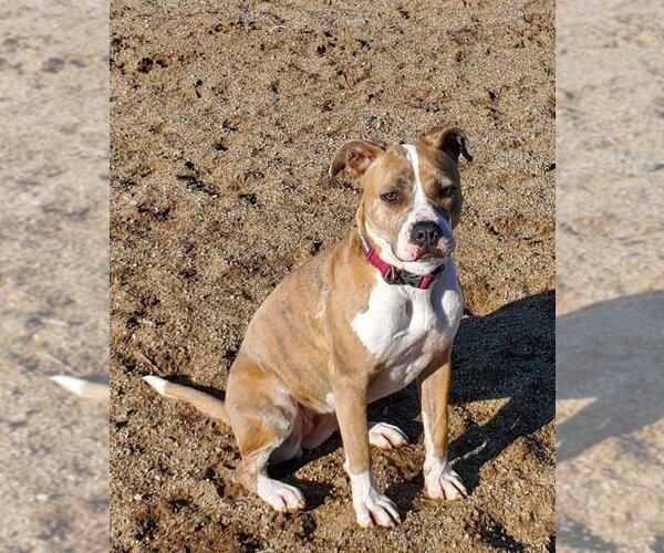 Medium Photo #12 American Pit Bull Terrier-Unknown Mix Puppy For Sale in Incline Village, NV, USA
