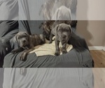 Small Photo #16 Cane Corso Puppy For Sale in JACKSON, GA, USA