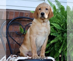 Labrador Retriever Puppy for sale in RONKS, PA, USA