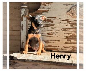 Mutt Dogs for adoption in PIPE CREEK, TX, USA