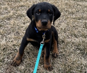 Rottweiler Puppy for sale in TANEYTOWN, MD, USA