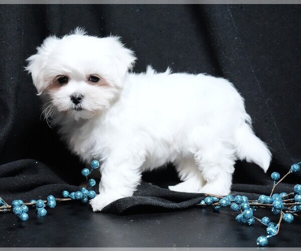 Medium Photo #7 Maltese Puppy For Sale in ROCK VALLEY, IA, USA