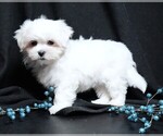 Small #6 Maltese