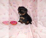 Small #7 Shorkie Tzu