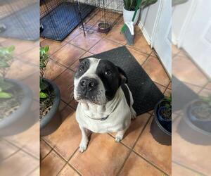 Staffordshire Bull Terrier-Unknown Mix Dogs for adoption in San Antonio, TX, USA