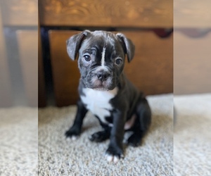 Faux Frenchbo Bulldog Puppy for sale in RIDGEVILLE, SC, USA